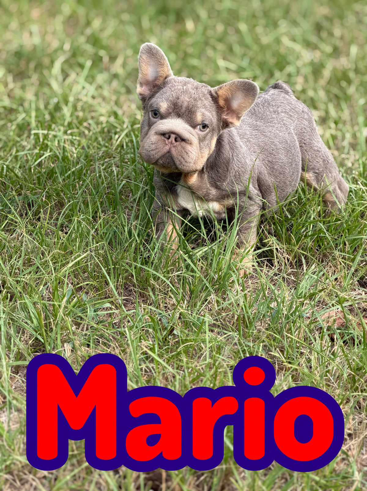 Mario