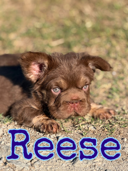 Reese
