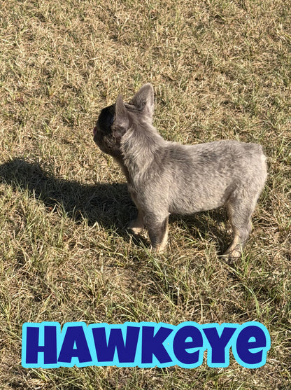 Hawkeye