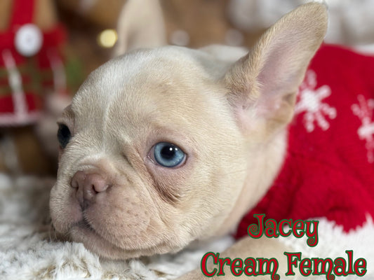 Jacey - Cream 1 BLUE eye