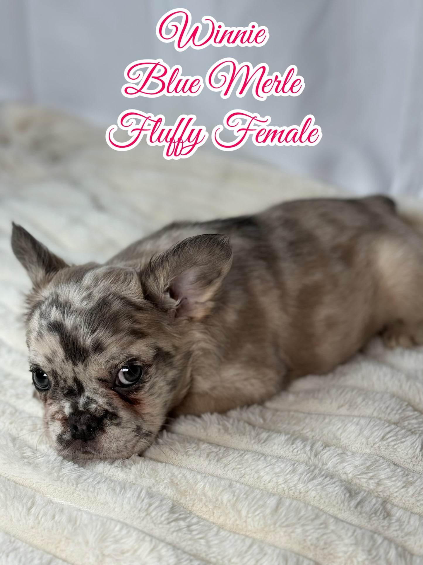 Winnie - Female Blue Merle Fluffy