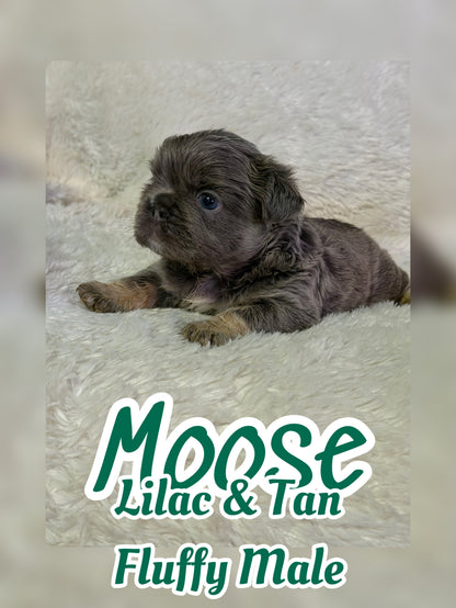 Moose
