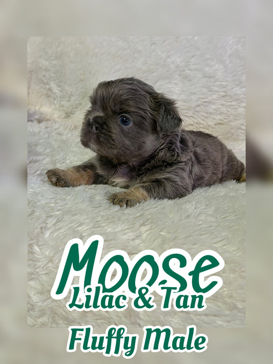 Moose