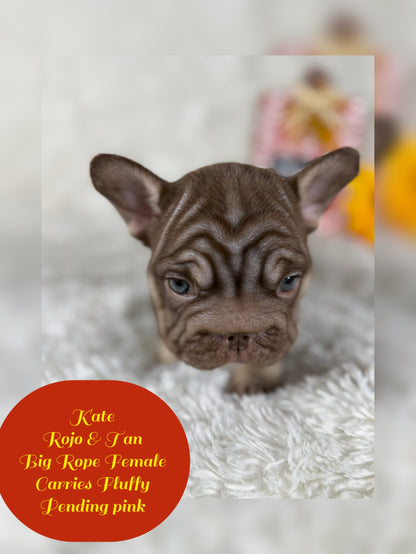 Kate - Rojo & Tan Big Rope Carries Fluffy Pending PINK