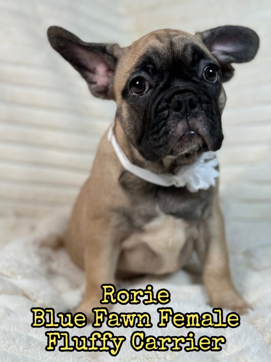 Rorie - Female Fawn - Reserved