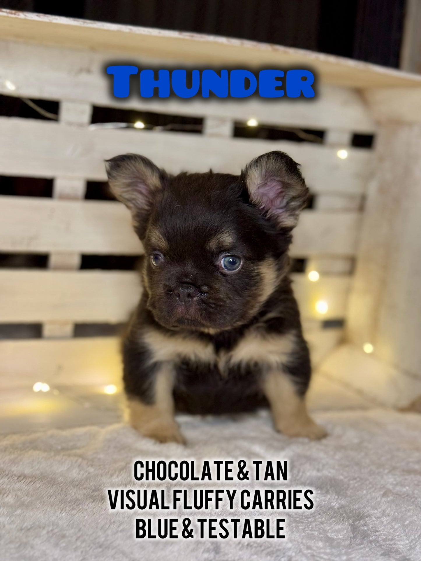 Thunder - Male Chocolate & Tan