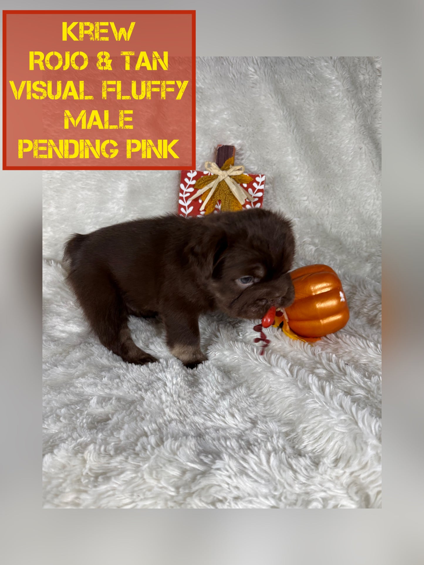 Krew - Rojo & Tan Fluffy Big Rope Pending Pink