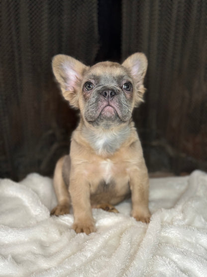 Quartz - Blue Fawn Fluffy Female