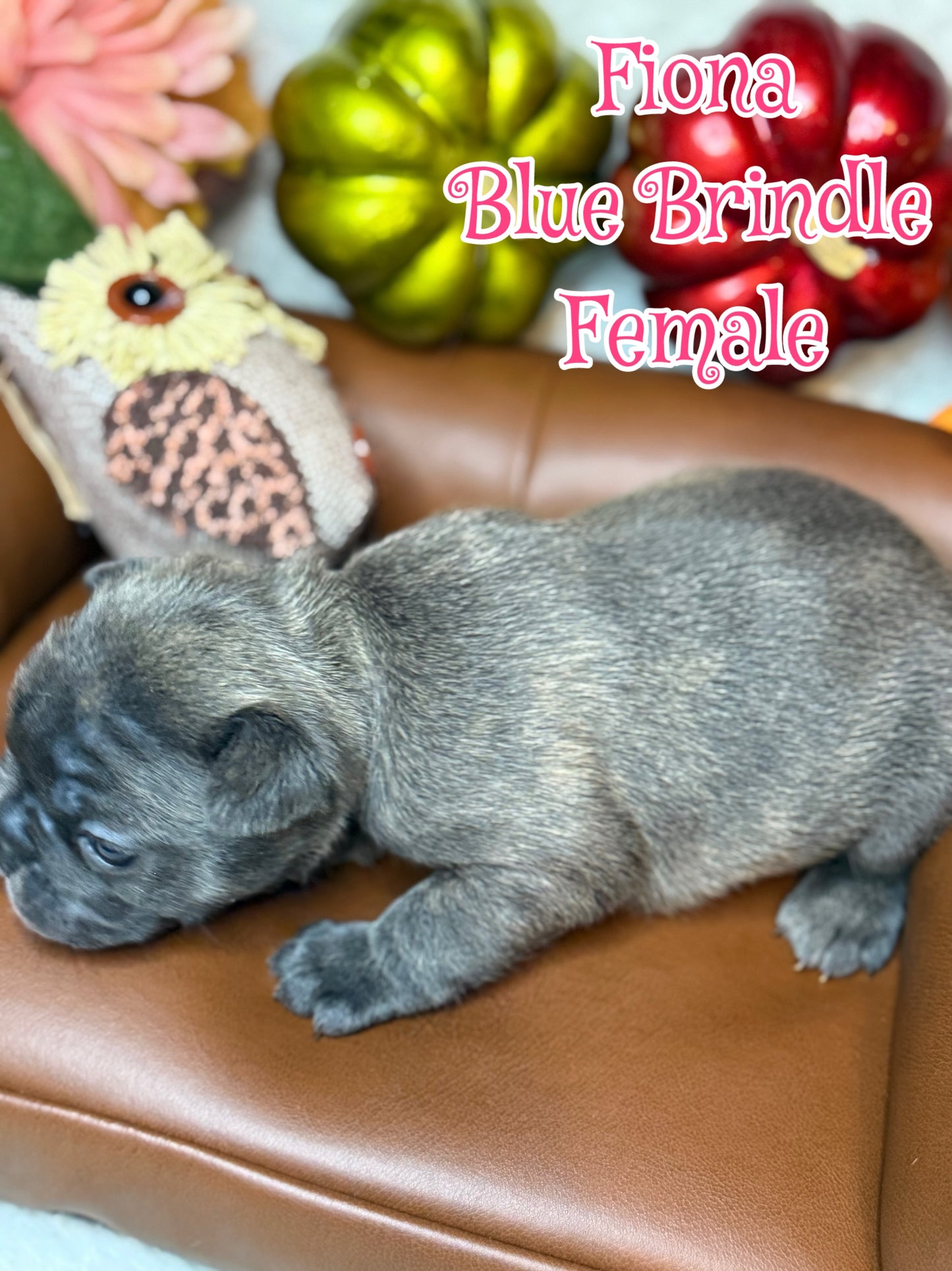 Fiona - Female Blue Brindle