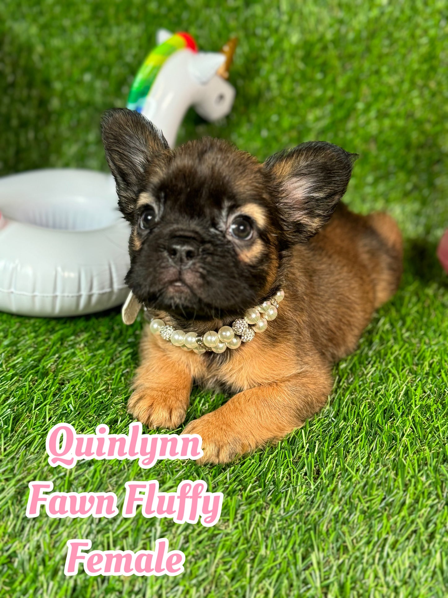 Quinlynn - Fawn Fluffy Female