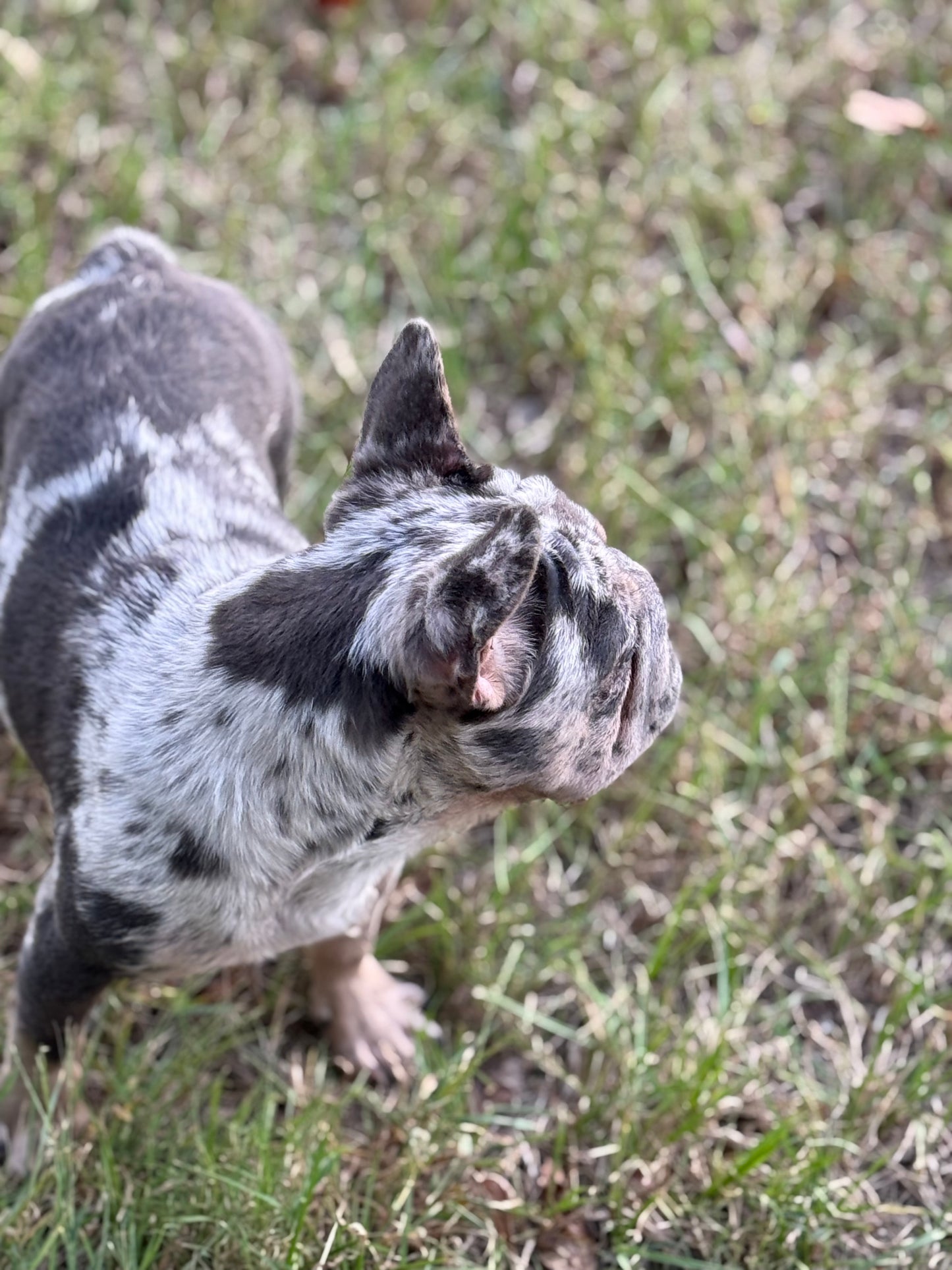 Pockets - Micro Merle Big Rope - Carries Pink & Fluffy 13 Pounds - EARLY INTRO $750