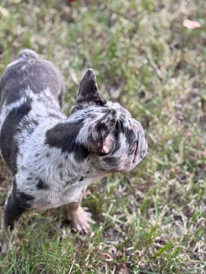 Pockets - Micro Merle Big Rope - Carries Pink & Fluffy 13 Pounds - EARLY INTRO $750