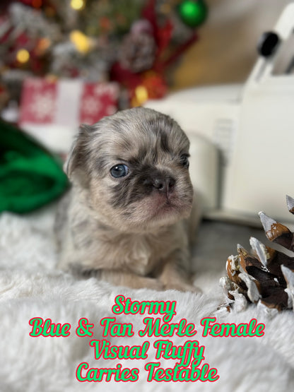 Stormy - Female Blue & Tan Merle