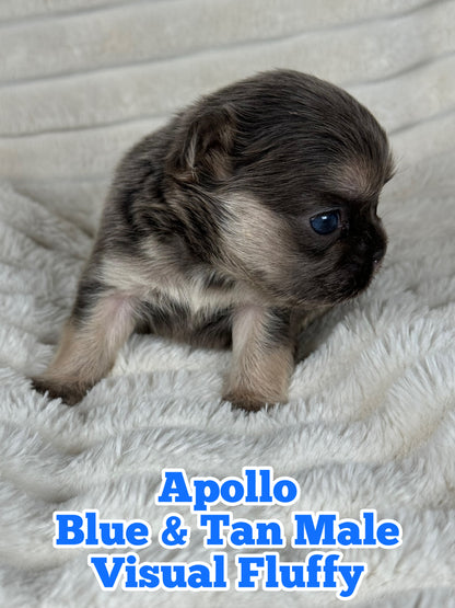 Apollo - Male Blue & Tan Visual Fluffy