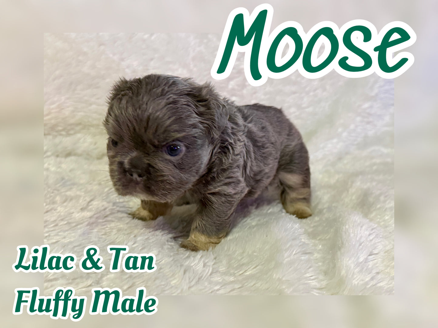 Moose