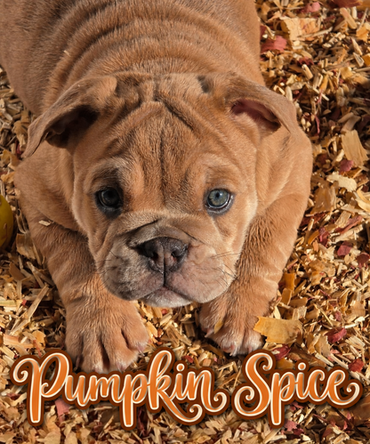 Miss Pumpkin Spice - English Bulldog