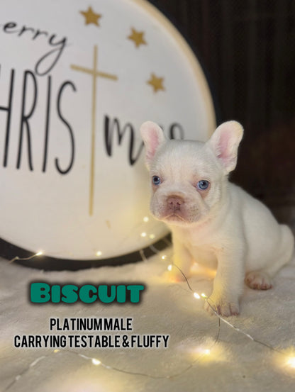 Biscuit- Male Platinum