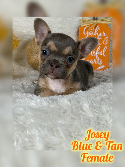 Josey - Blue & Tan - RESERVED