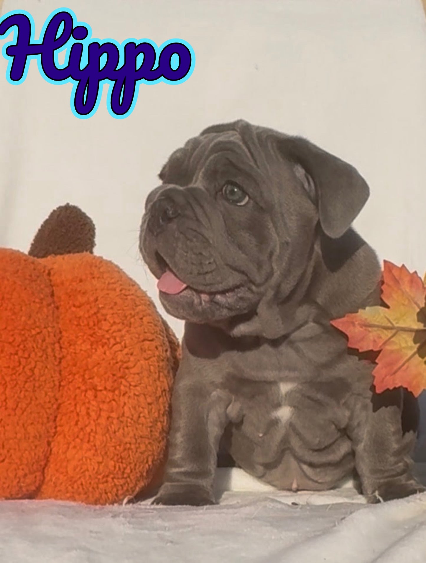 Hippo - English Bulldog