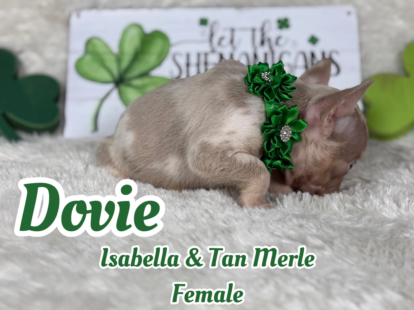 Dovie - Isabella & Tan Merle