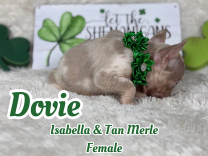 Dovie - Isabella & Tan Merle