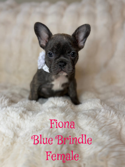 Fiona - Female Blue Brindle