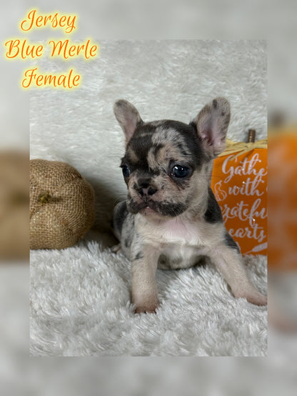 Jersey - Blue Merle