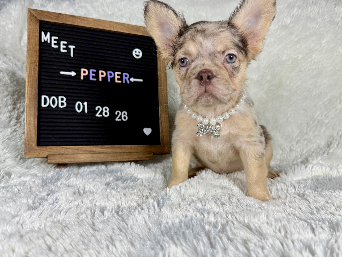 Pepper - Chocolate Merle Fluffy - RESERVED