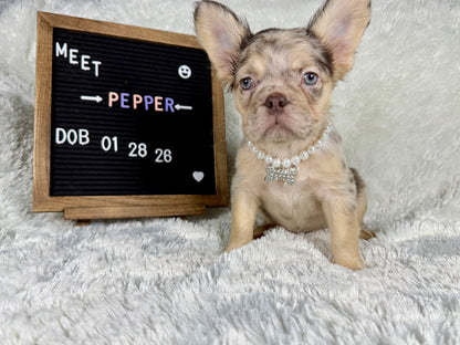 Pepper - Chocolate Merle Fluffy - RESERVED