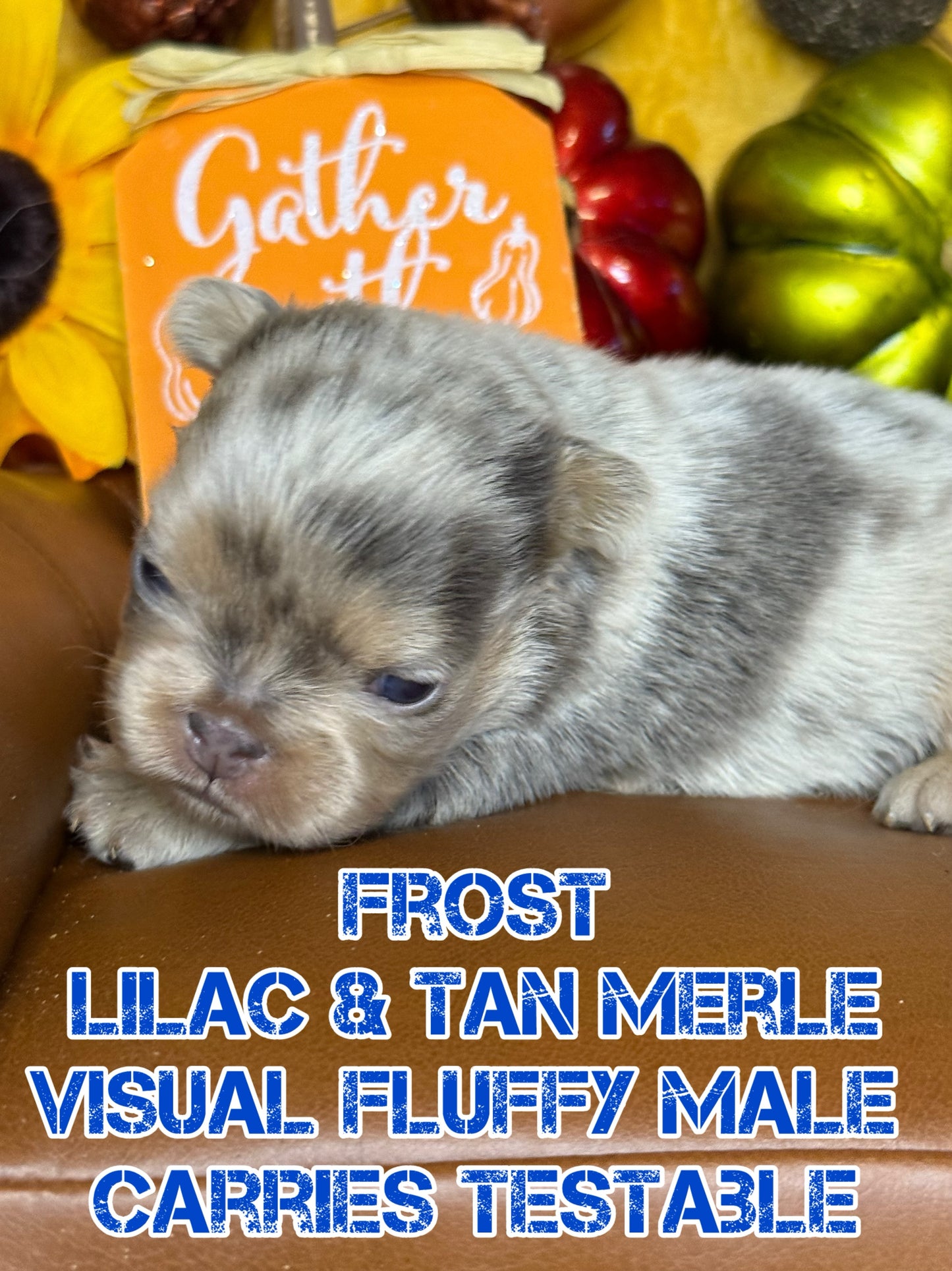 Frost - Male Lilac & Tan Merle