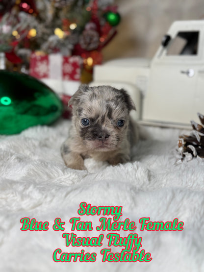 Stormy - Female Blue & Tan Merle