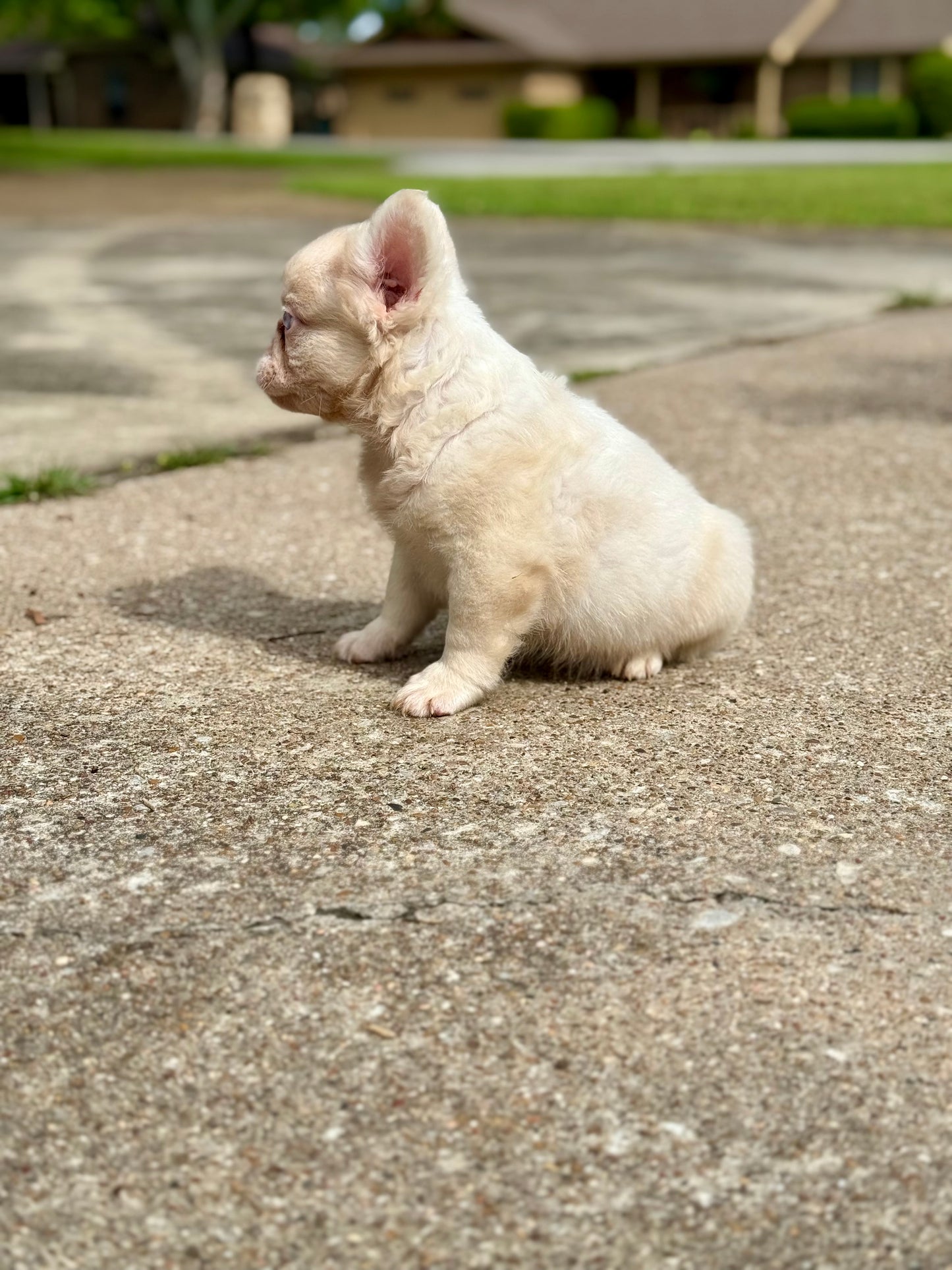 Pink Slip - New Shade Rojo Merle Covered In PINK Fluffy