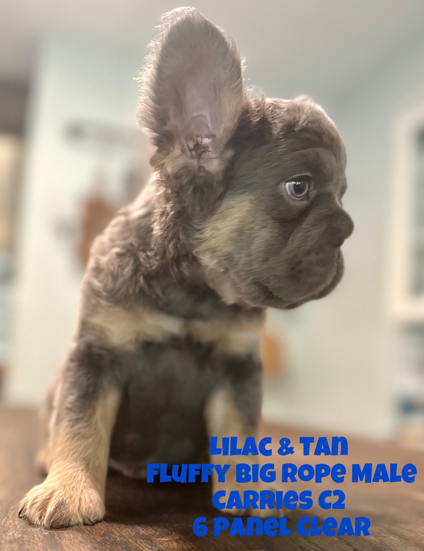 Pele - Lilac & Tan Fluffy Big Rope Carries C2 - Reserved