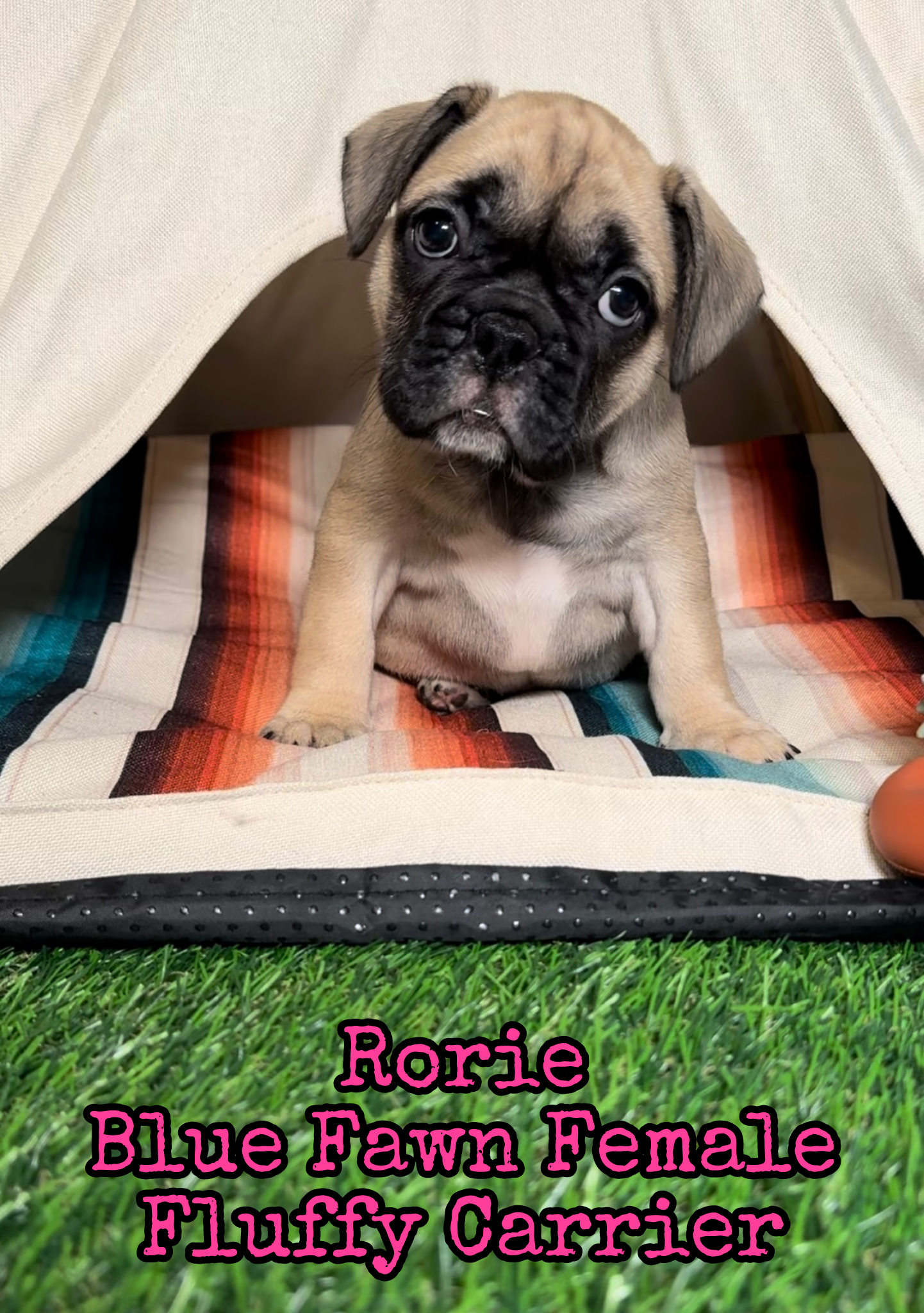 Rorie - Female Fawn - Reserved