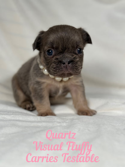 Quartz - Blue Fawn Fluffy Female