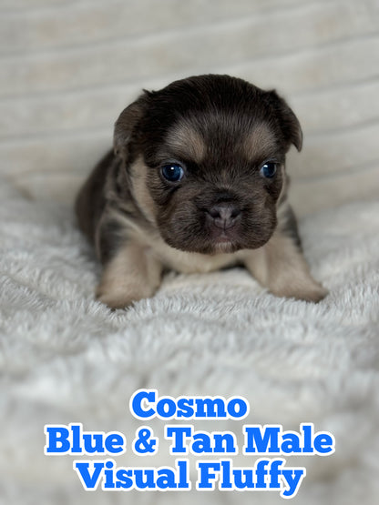 Cosmo - Male Blue & Tan Visual Fluffy - Reserved