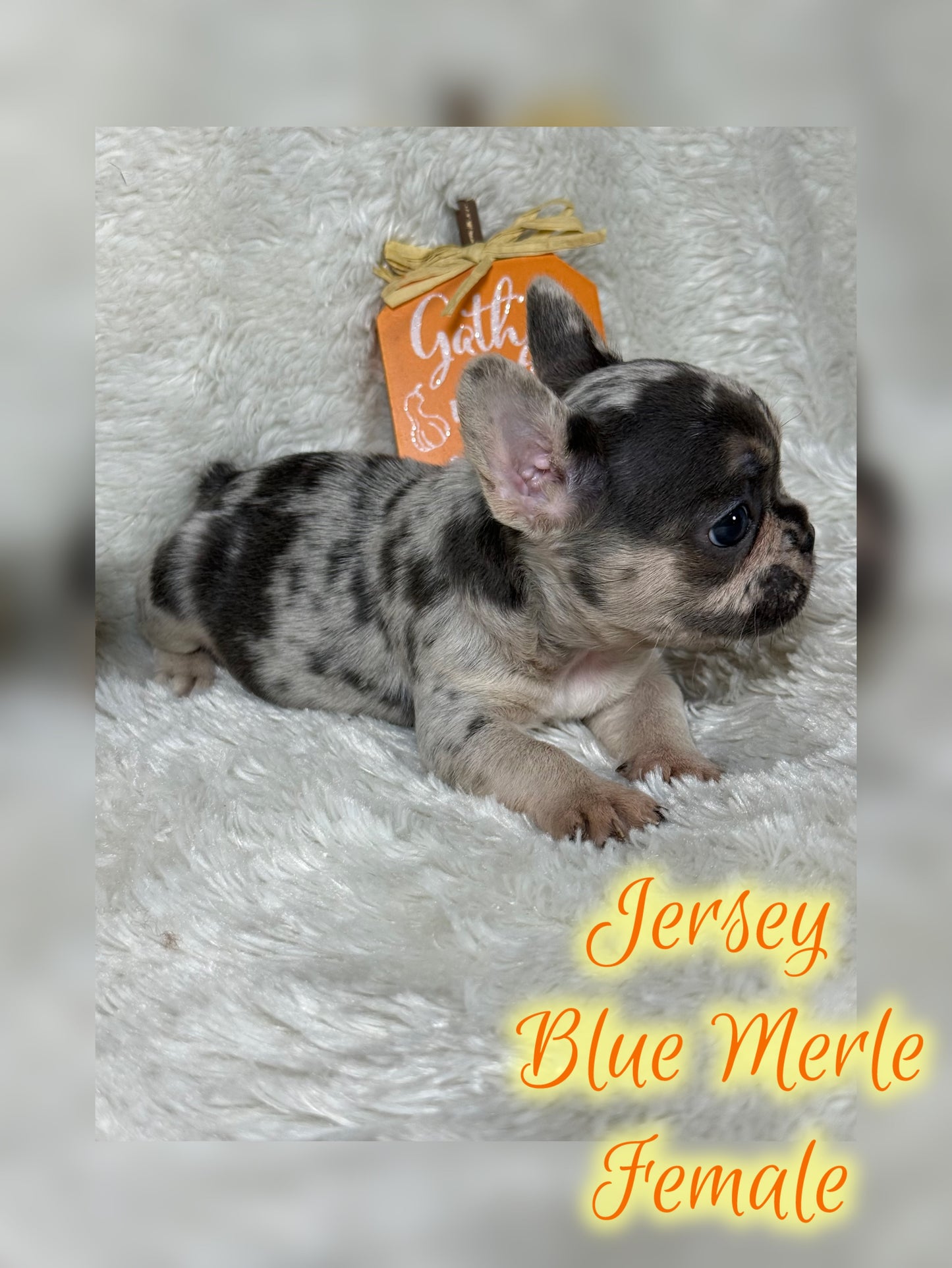 Jersey - Blue Merle