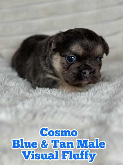 Cosmo - Male Blue & Tan Visual Fluffy - Reserved