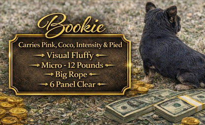 Bookie - Micro Blue & Tan Visual Fluffy Big Rope Carries Pink 12 Pounds EARLY INTRO $875