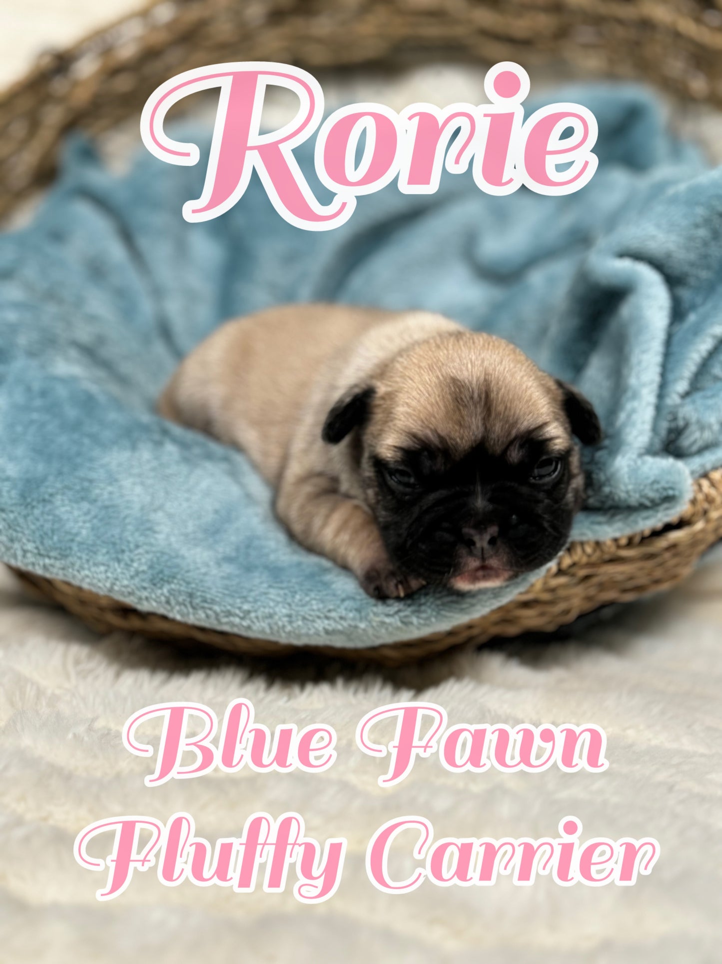 Rorie - Female Fawn - Reserved