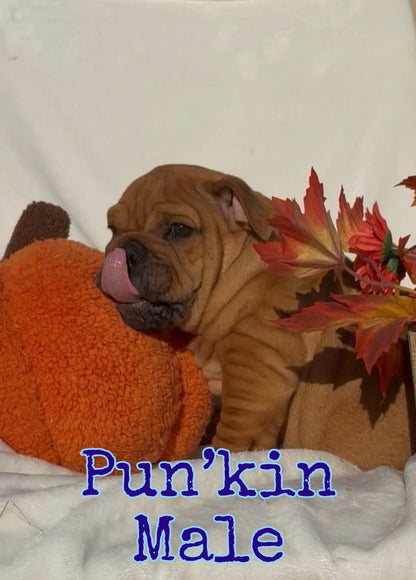 Pun’kin Male - English Bulldog