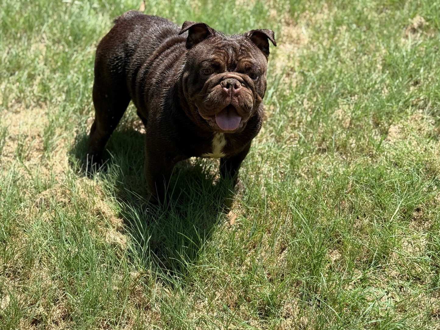 Ranger - Mini Chocolate English Bulldog - Early Intro $750