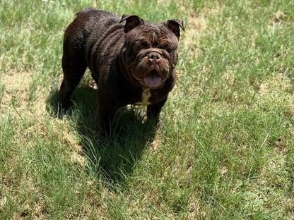 Ranger - Mini Chocolate English Bulldog - Early Intro $750