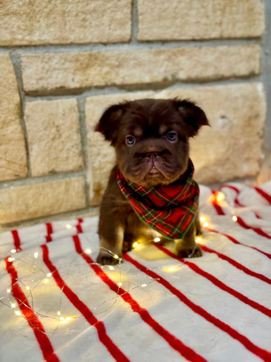 Krew - Rojo & Tan Fluffy Big Rope Pending Pink