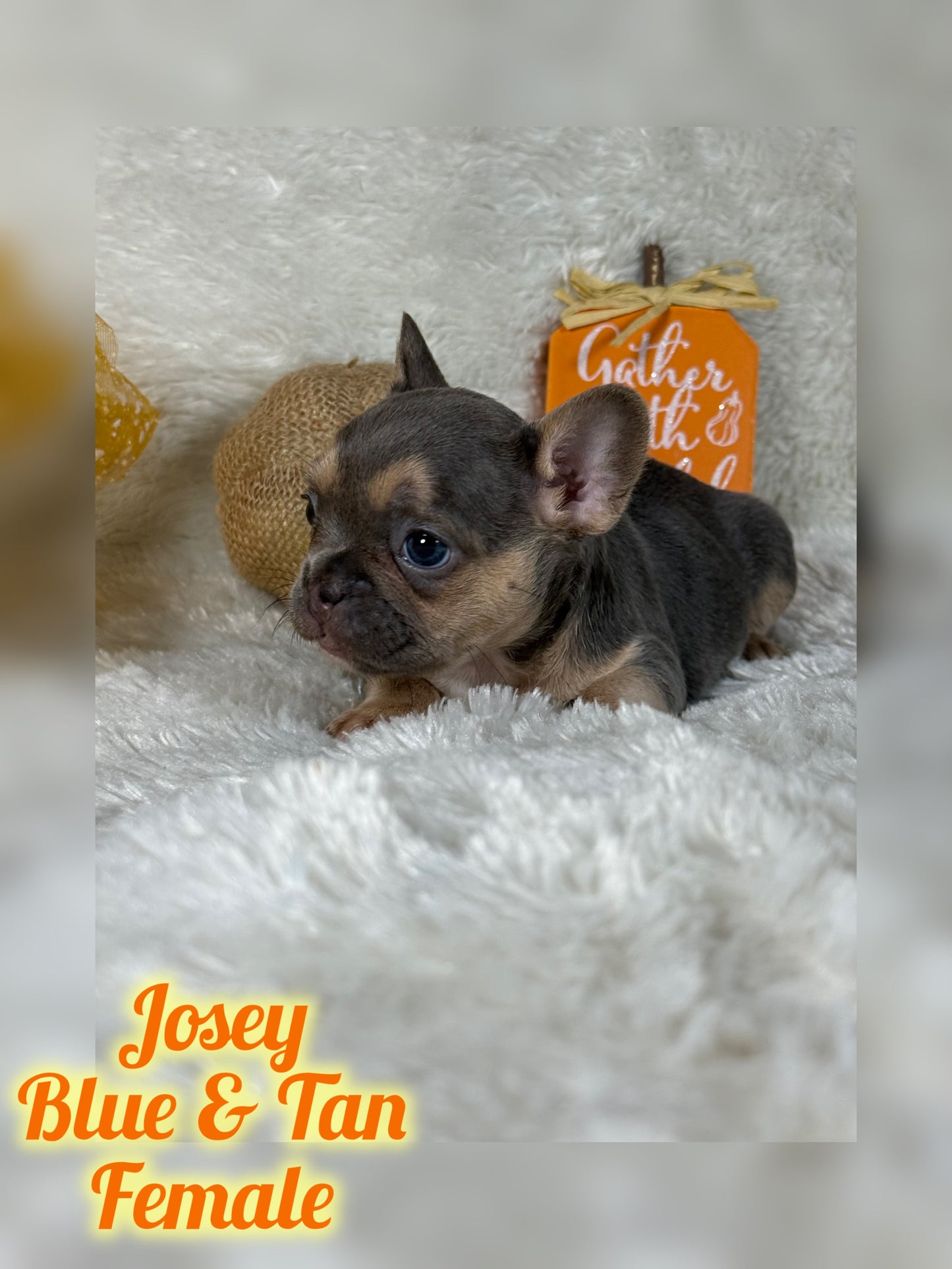 Josey - Blue & Tan - RESERVED