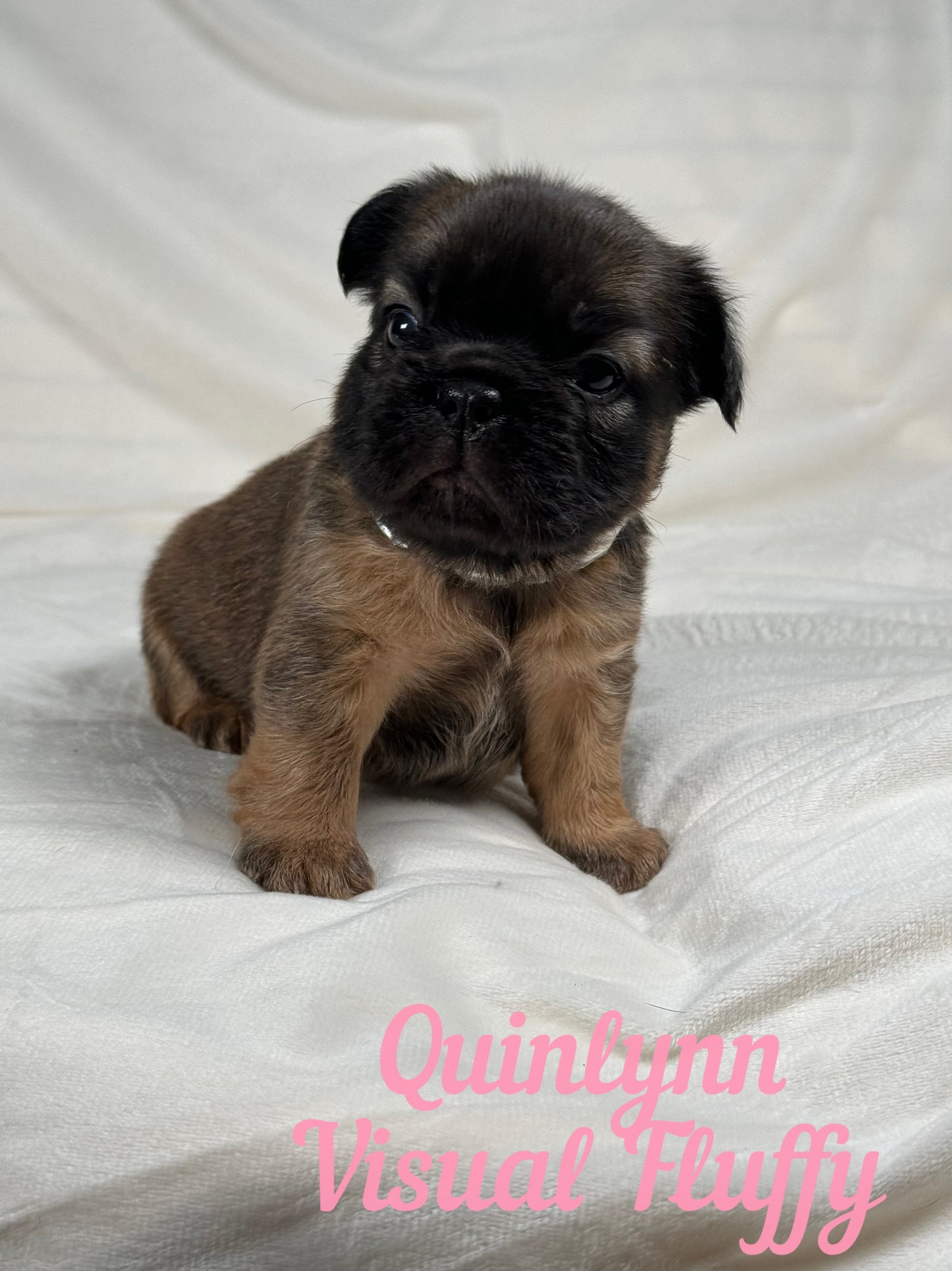 Quinlynn - Fawn Fluffy Female