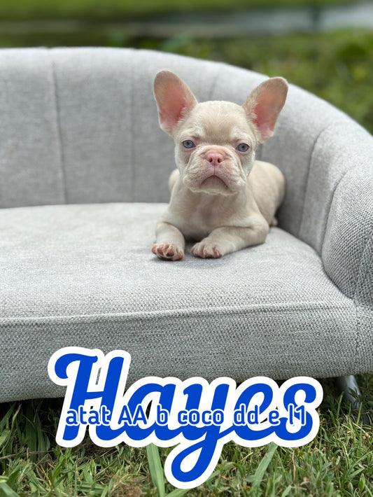 Hayes - Male Caramel & Tan Big Rope