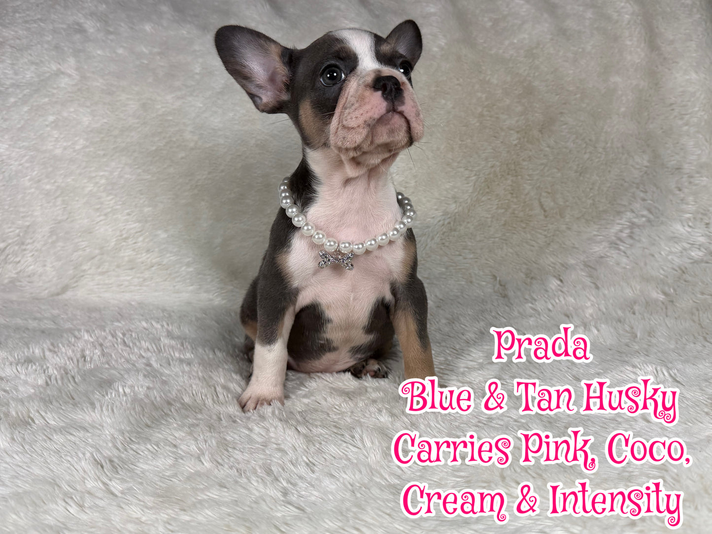 Prada