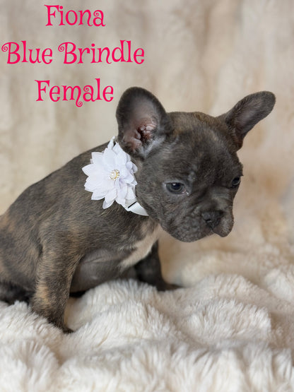 Fiona - Female Blue Brindle