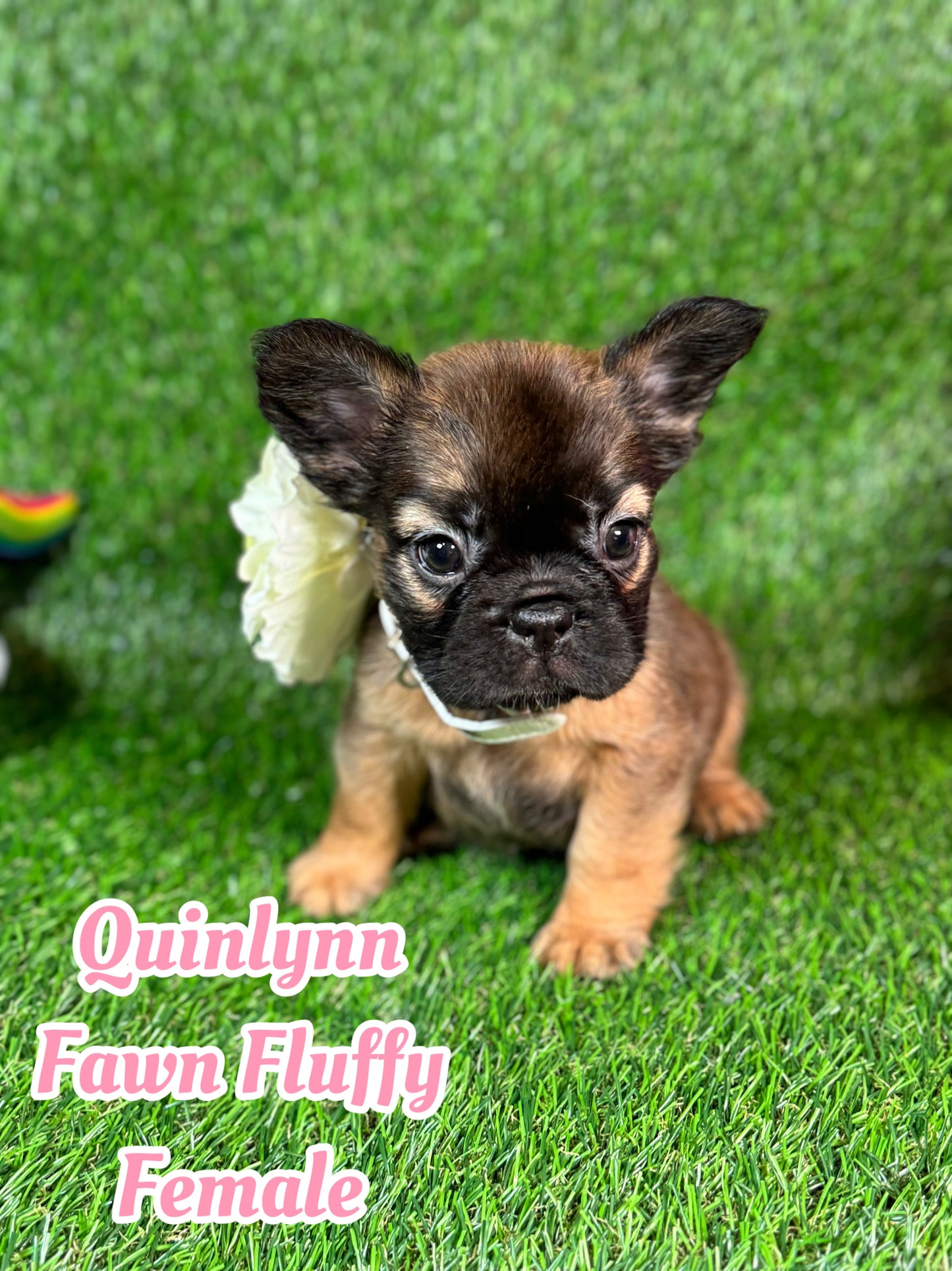 Quinlynn - Fawn Fluffy Female